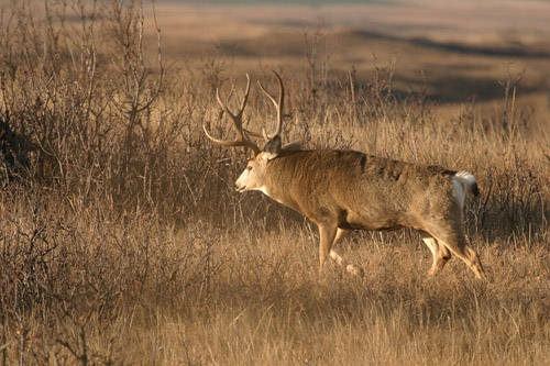 Saskatchewan - Hard Horned III