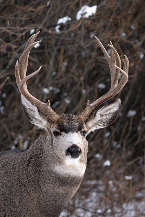 Saskatchewan - Hard Horned III