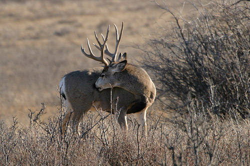 Saskatchewan - Hard Horned III