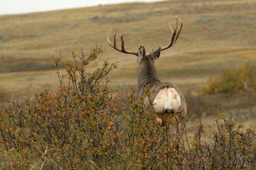 Saskatchewan - Hard Horned III