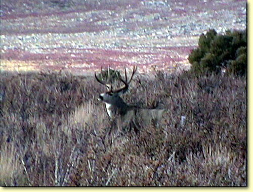 Golden State Bucks