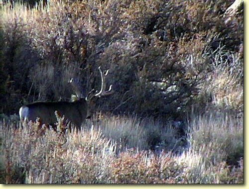 Golden State Bucks