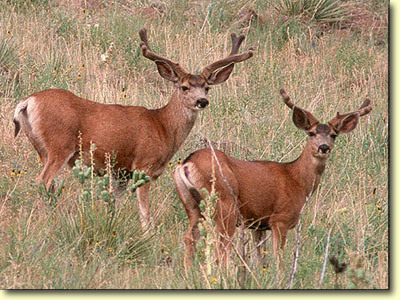 Velvet Bucks I