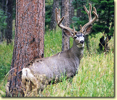 Velvet Bucks I