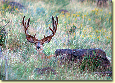 Velvet Bucks II