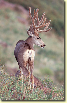 Velvet Bucks II