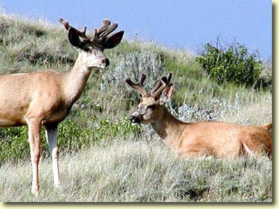Canadian Velvet I