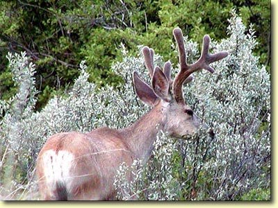Canadian Velvet I