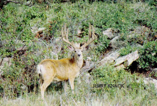 Big Velvet Mulies