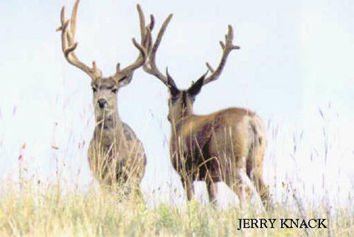 Big Velvet Mulies