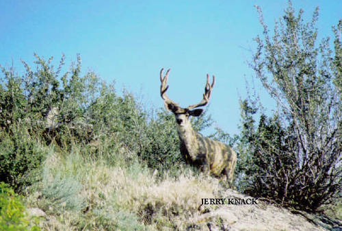 Big Velvet Mulies