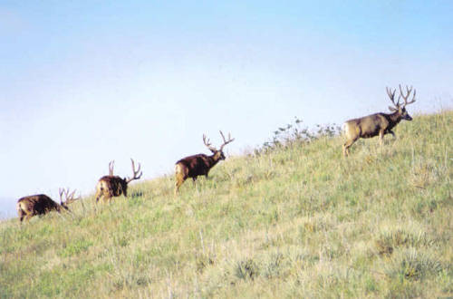 Big Velvet Mulies