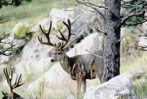 Big Velvet Mulies