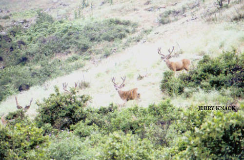 Big Velvet Mulies