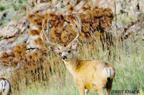 Big Velvet Mulies