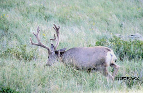 Big Velvet Mulies