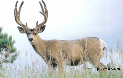 Big Velvet Mulies