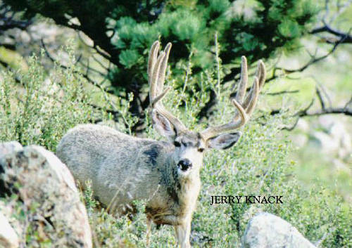 Big Velvet Mulies