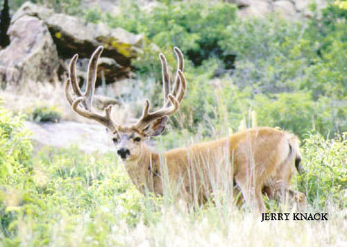 Big Velvet Mulies