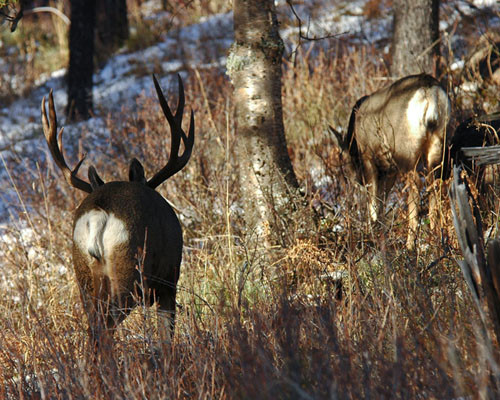 Northern Hawgs VIII