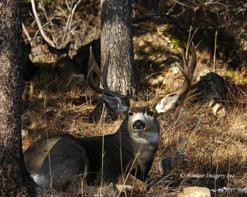 Northern Hawgs VIII