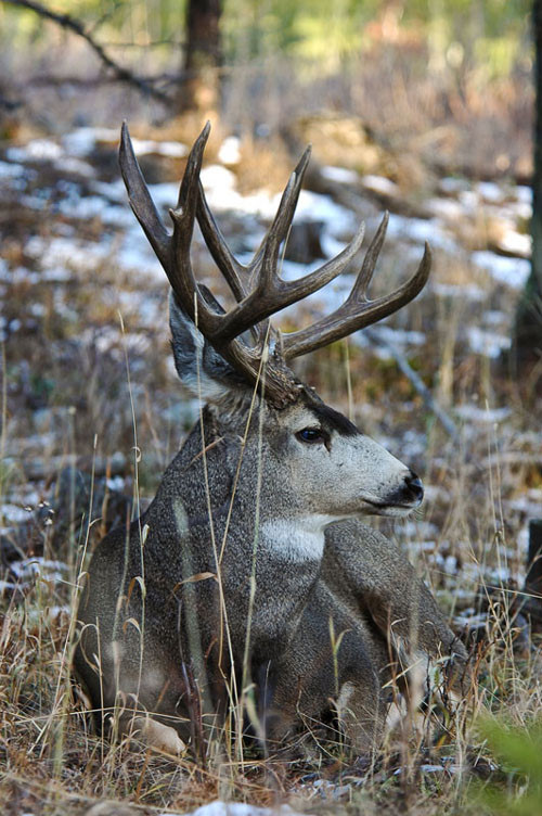 Northern Hawgs VIII