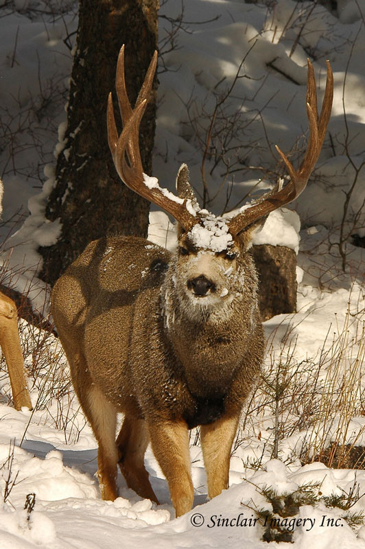 Northern Hawgs VIII
