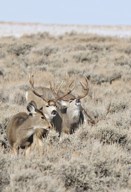 Public Land Bucks III