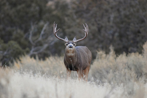 Public Land Bucks III