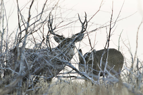 Public Land Bucks III