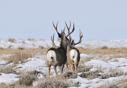 Public Land Bucks III