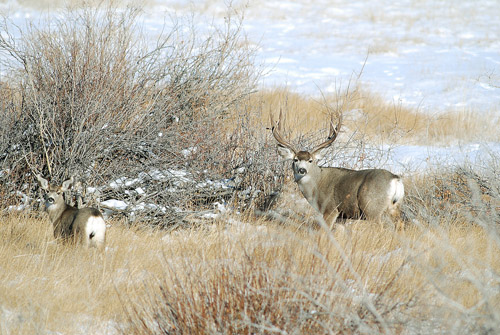 Public Land Bucks III