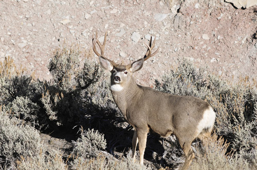 Public Land Bucks III