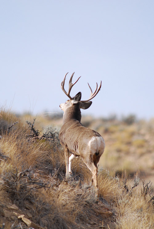 Public Land Bucks III