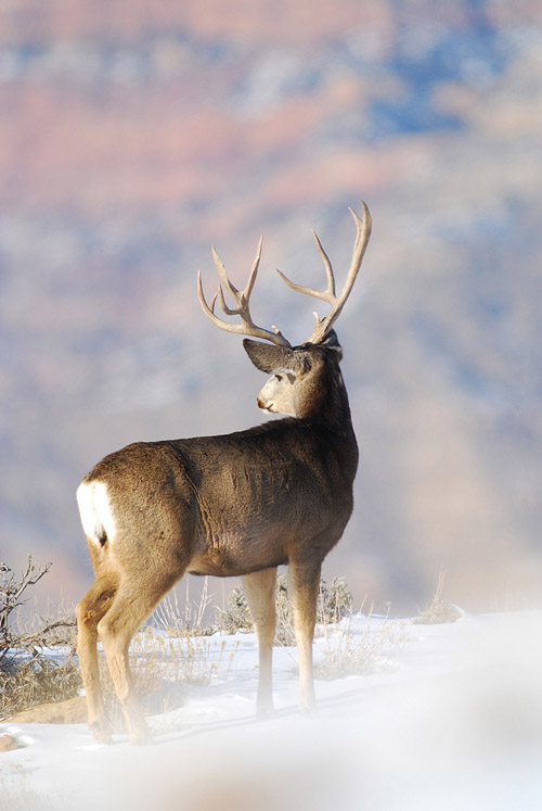 Public Land Bucks III