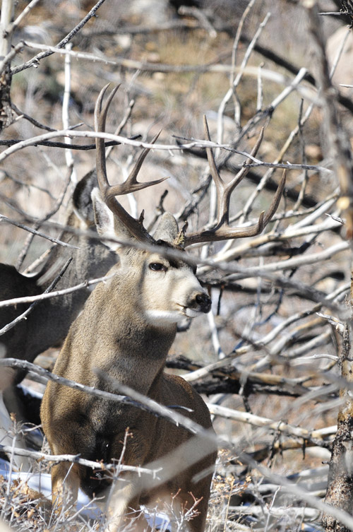 Public Land Bucks III