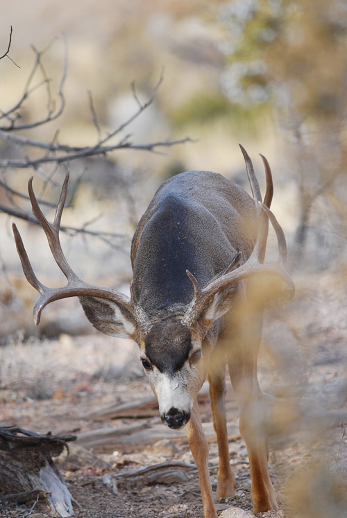 Public Land Bucks III