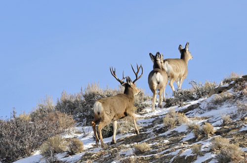 Public Land Bucks III