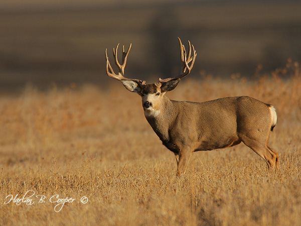 Big Muleys & Whitetails