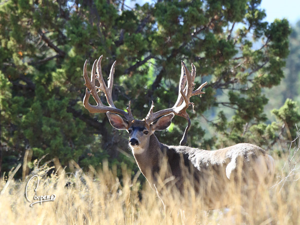 Big Muleys & Whitetails