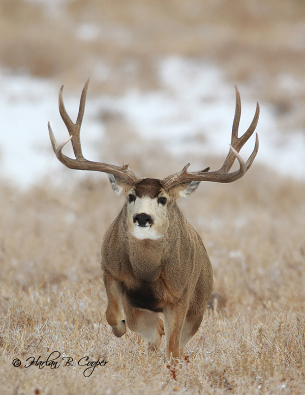 Big Muleys & Whitetails