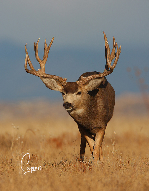 Big Muleys & Whitetails