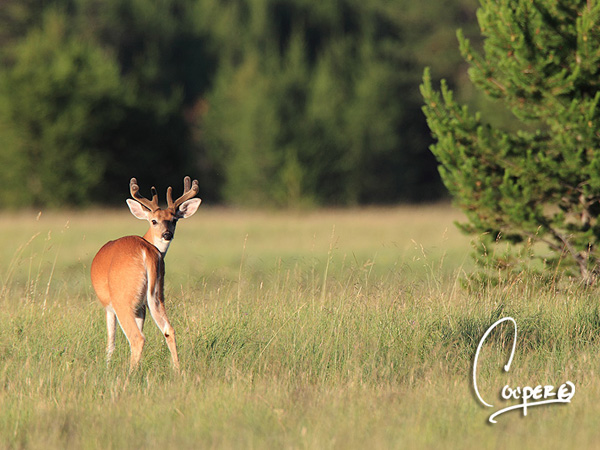 Big Muleys & Whitetails