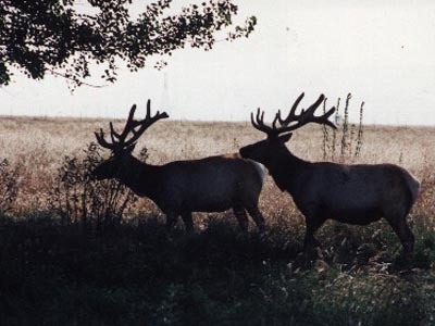 Tule Elk