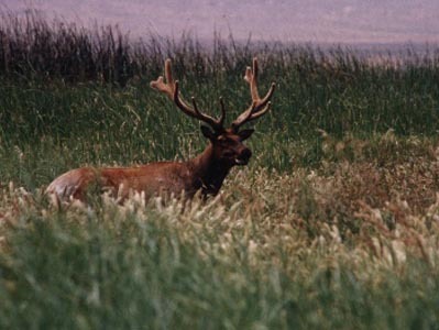 Tule Elk