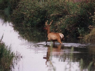 Tule Elk