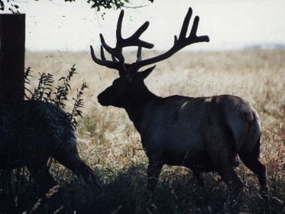 Tule Elk