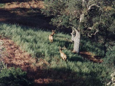 Rocky Mountain Elk