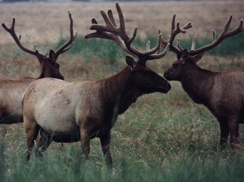 Tule Elk