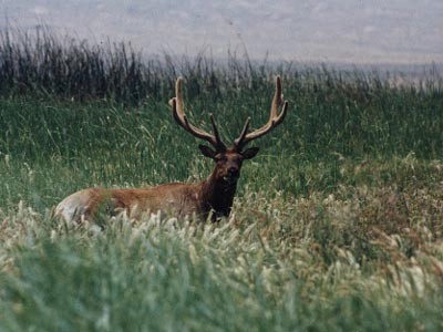 Tule Elk